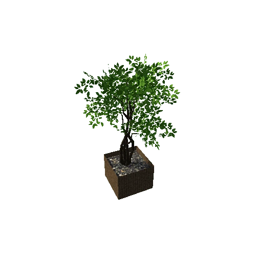 small tree5